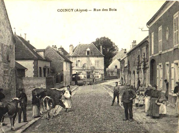 Rue du Bois de la Reine Blanche - les vaches